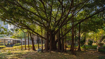 This Fig tree (<em>Ficus altissima</em>), another OVT (Old and Valuable Tree) in Victoria Park, was planted by Tung Chee-Wa, the first Chief Executive of Hong Kong SAR in 1998.